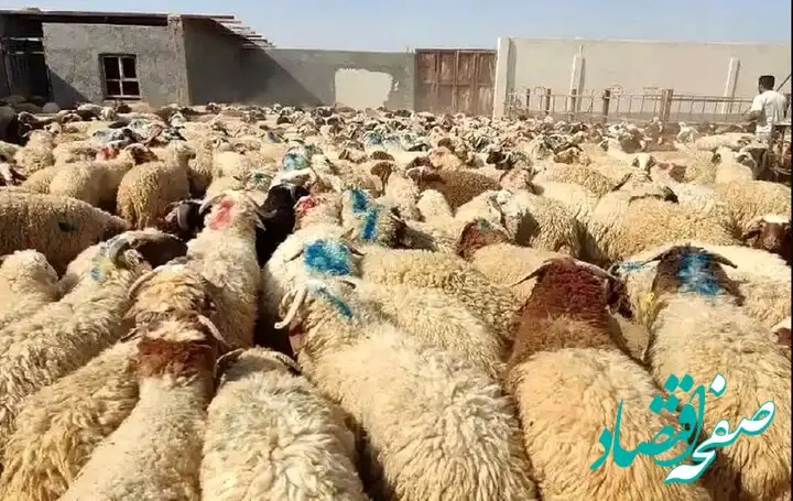 ساعت فعالیت۷ مرکز عرضه دام زنده در عید قربان امسال اعلام شد+قیمت دام