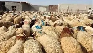 نشانی مراکز عرضه دام زنده در تهران در عید قربان امسال اعلام شد + قیمت دام زنده
