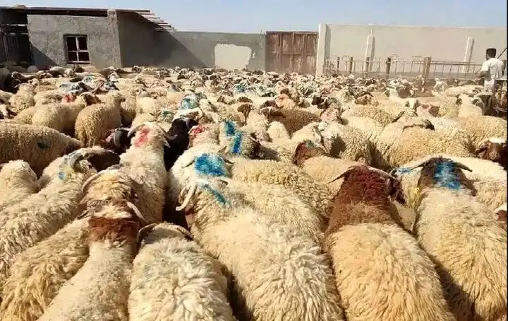 نشانی مراکز عرضه دام زنده در تهران در عید قربان امسال اعلام شد + قیمت دام زنده