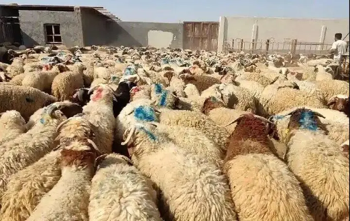 نشانی مراکز عرضه دام زنده در تهران در عید قربان امسال اعلام شد + قیمت دام زنده