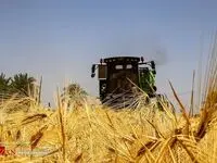آخرین وضعیت از پرداخت مطالبات گندم‌کاران 
