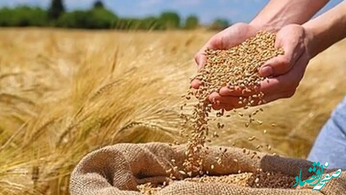 پشت پرده مفت‌خری گندم توسط دولت: ماجرای کنترل هزینه‌ها!