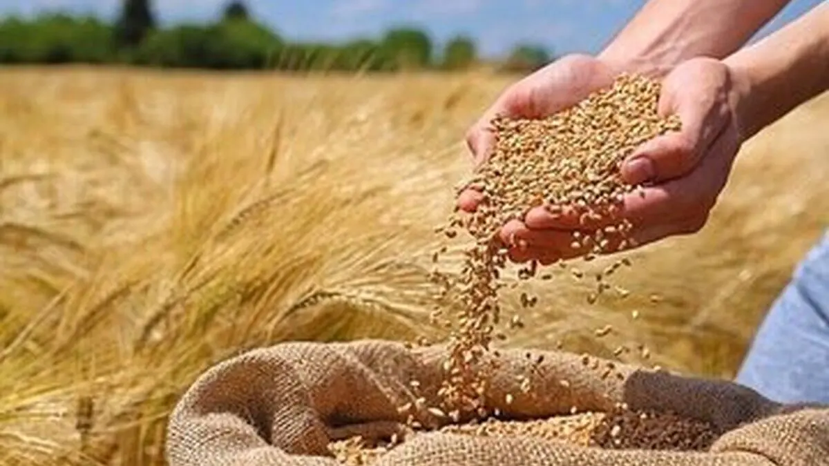 پشت پرده مفت‌خری گندم توسط دولت: ماجرای کنترل هزینه‌ها!