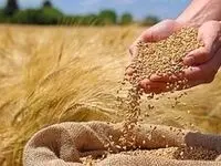 پشت پرده مفت‌خری گندم توسط دولت: ماجرای کنترل هزینه‌ها!