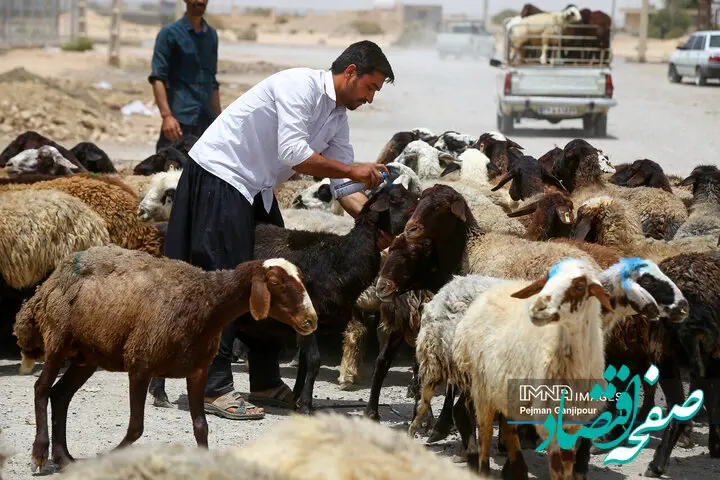 قیمت دام زنده امروز جمعه ۲۹ تیر ۱۴۰۳ چقدر شد؟ / قیمت ها در این منطقه شکست + جدول