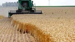 مطالبات گندمکاران کی پرداخت می‌شود؟