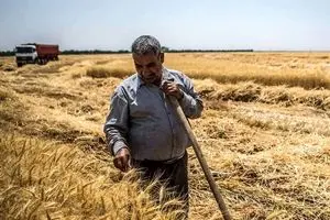 زمان پرداخت مطالبات گندمکاران اعلام شد | اخبار گندم در ۲۴ ساعت گذشته + زمان پرداخت خسارت گندمکاران
