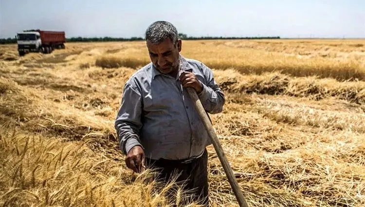زمان پرداخت مطالبات گندمکاران اعلام شد | اخبار گندم در ۲۴ ساعت گذشته + زمان پرداخت خسارت گندمکاران