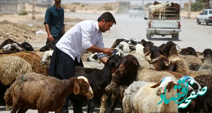 قیمت دام زنده امروز سه شنبه ۱۹ تیر ۱۴۰۳ / قیمت گوساله زنده