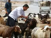 قیمت دام زنده امروز سه شنبه ۱۹ تیر ۱۴۰۳ / قیمت گوساله زنده