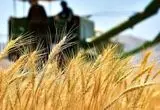 نرخ خرید تضمینی گندم برای سال ۱۴۰۴-۱۴۰۵ اعلام شد