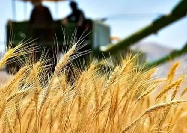 نرخ خرید تضمینی گندم برای سال ۱۴۰۴-۱۴۰۵ اعلام شد