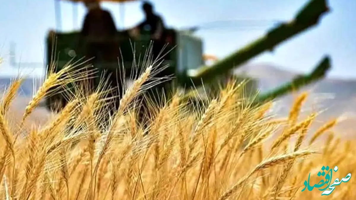 نرخ خرید تضمینی گندم برای سال ۱۴۰۴-۱۴۰۵ اعلام شد