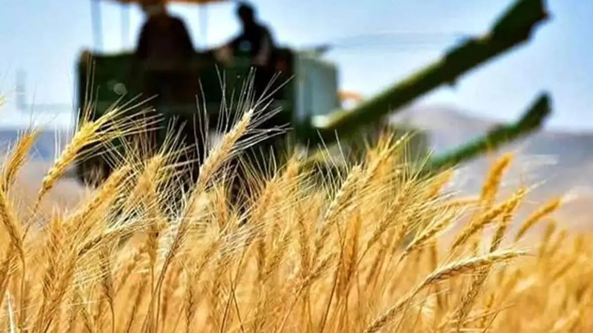 نرخ خرید تضمینی گندم برای سال ۱۴۰۴-۱۴۰۵ اعلام شد