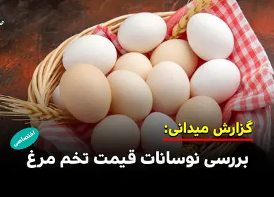 بررسی نوسانات قیمت تخم مرغ در بازار 