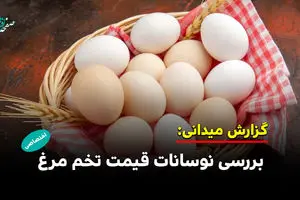 بررسی نوسانات قیمت تخم مرغ در بازار 
