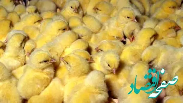 قیمت جوجه یکروزه در آستانه کاهش؟