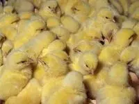 قیمت جوجه یکروزه در آستانه کاهش؟