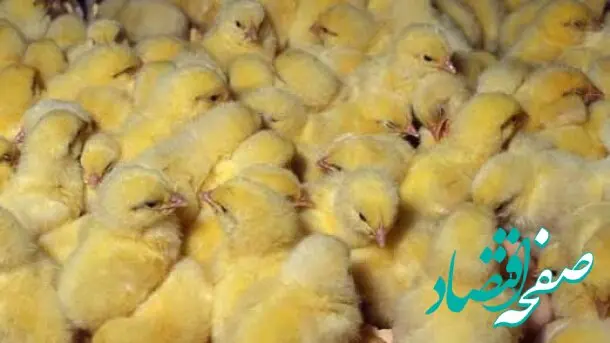 قیمت جوجه یکروزه در آستانه کاهش؟