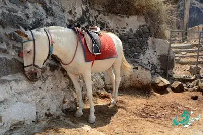همه چیز درباره روز جهانی الاغ در سال 1402+ علت نامگذاری