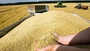 آخرین اخبار گندم امروز دوشنبه ۲۴ فروردین ۱۴۰۵ 