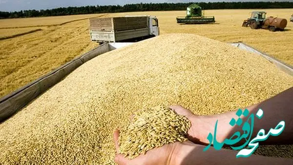 آخرین اخبار گندم امروز دوشنبه ۲۴ فروردین ۱۴۰۵ 