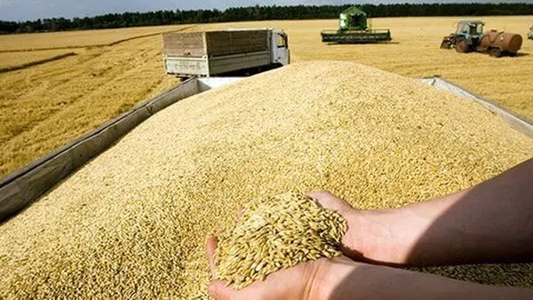 آخرین اخبار گندم امروز دوشنبه ۲۴ فروردین ۱۴۰۵ 