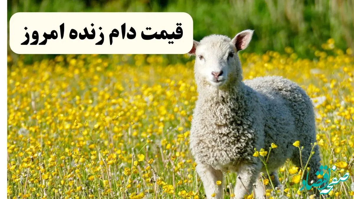 اعلام قیمت دام زنده امروز چهارشنبه ۳۱ اردیبهشت ۱۴۰۴ | این استان گران‌ترین دام زنده را دارد