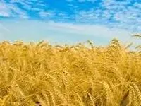 زمان پرداخت مابقی کل مطالبات گندمکاران اعلام شد / گندمکاران بخوانند

