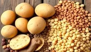 آیا محدودیت صادرات سیب زمینی برداشته شد؟ 