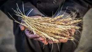 نرخ تضمینی قیمت گندم دوشنبه ۲۹ دی ۱۴۰۴