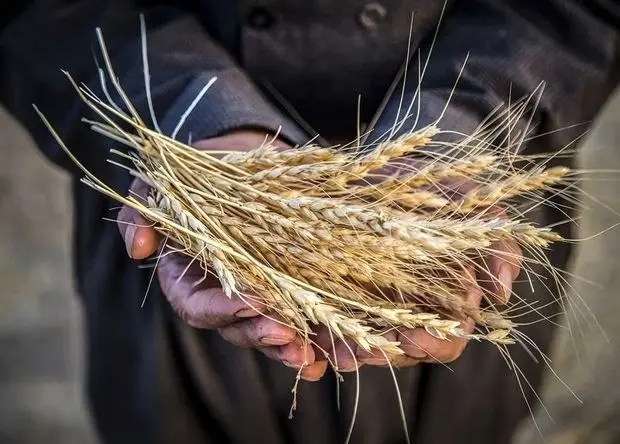 آخرین خبر از قیمت خرید تضمینی گندم امروز یکشنبه ۲ فروردین ۱۴۰۵ 