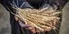 خرید ۵۰ درصد گندم کشور توسط تعاون روستایی