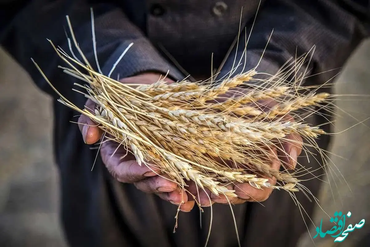 نرخ تضمینی قیمت گندم دوشنبه ۲۹ دی ۱۴۰۴