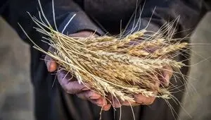 خرید ۵۰ درصد گندم کشور توسط تعاون روستایی