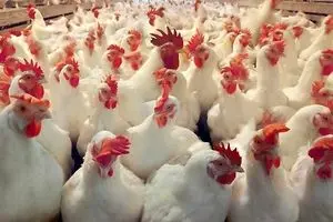 ورشکستگی ۱۰ هزار مرغدار در سایه سیاست‌های نوری قزلجه؛ هشداری برای امنیت غذایی ایران + ویدئو