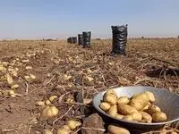 دلایل گرانی سیب زمینی مشخص شد