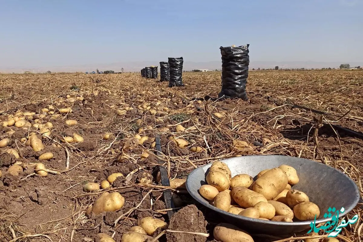 دلایل گرانی سیب زمینی مشخص شد