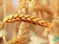 10 رقم جدید گندم توسط موسسه تحقیقات کشاورزی دیم کشور معرفی شد