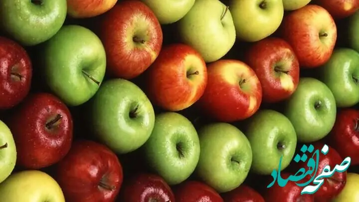 رکوردشکنی تاریخی صادرات سیب مراغه؛ جهش ۴۱ درصدی در سال ۱۴۰۴