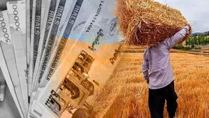 گندم‌کاران هنوز طلبکارند/  مطالبات پرداخت نشده تولید سال آینده را تهدید می‌کند