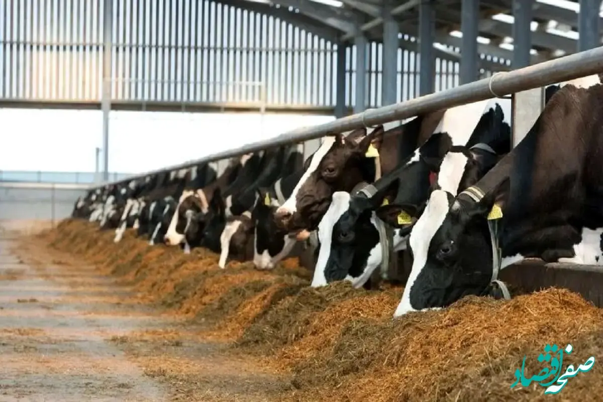 آخرین قیمت دام زنده امروز شنبه  ۸ دی ۱۴۰۳