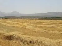 آخرین وضعیت خرید تضمینی گندم در خراسان رضوی امروز 11 مرداد 1402