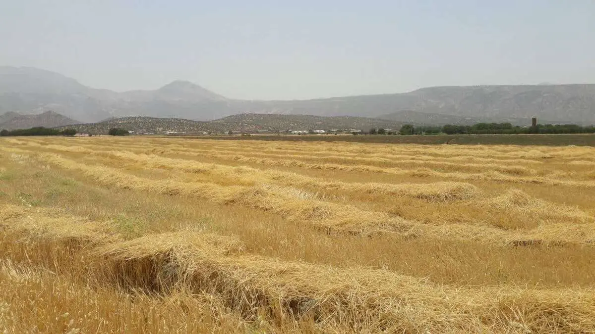 مطالبات گندمکاران بازیچه شده است! | باز هم «هفته آینده»!
