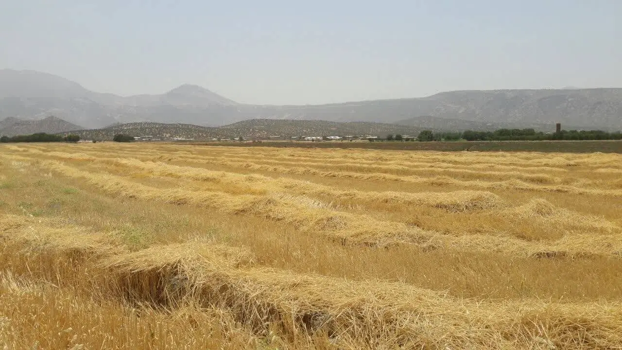 مطالبات گندمکاران بازیچه شده است! | باز هم «هفته آینده»!
