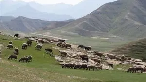 جدیدترین نرخ تعرفه های مرتعی در سال ۱۴۰۵ اعلام شد