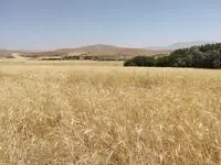 رکورد خرید تضمینی گندم همچنان می تازد
