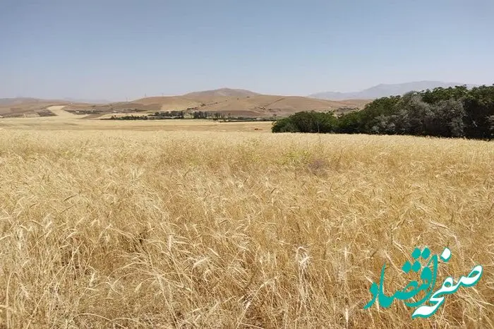 رکورد خرید تضمینی گندم همچنان می تازد
