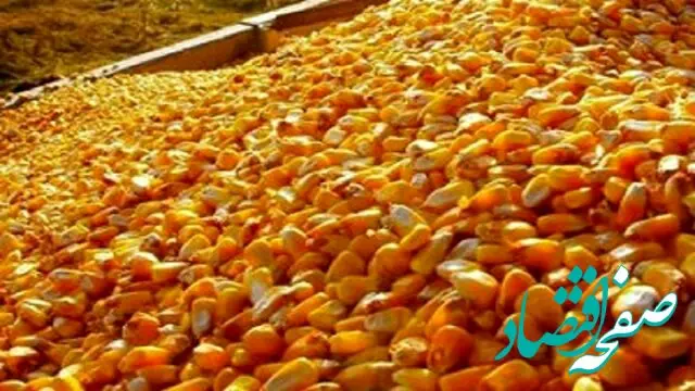 آیا وجود ذرت آلوده‌ در همدان حقیقت دارد؟ 