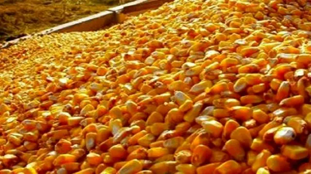 آیا وجود ذرت آلوده در همدان حقیقت دارد؟